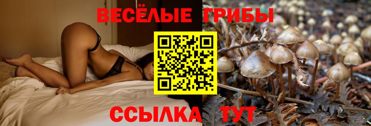 Псилоцибиновые грибы GOLDEN TEACHER Находка